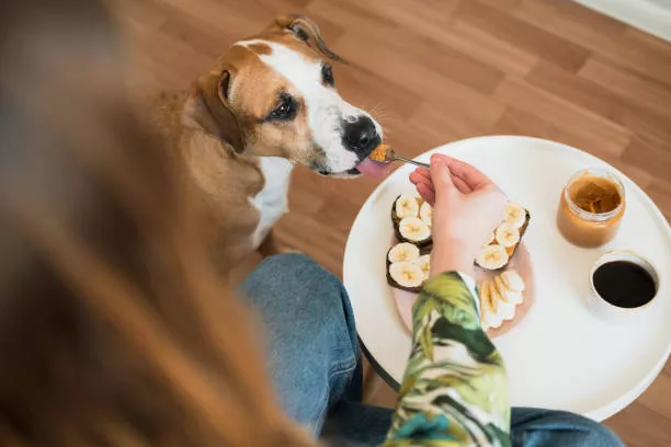 Can Dogs Eat Bananas