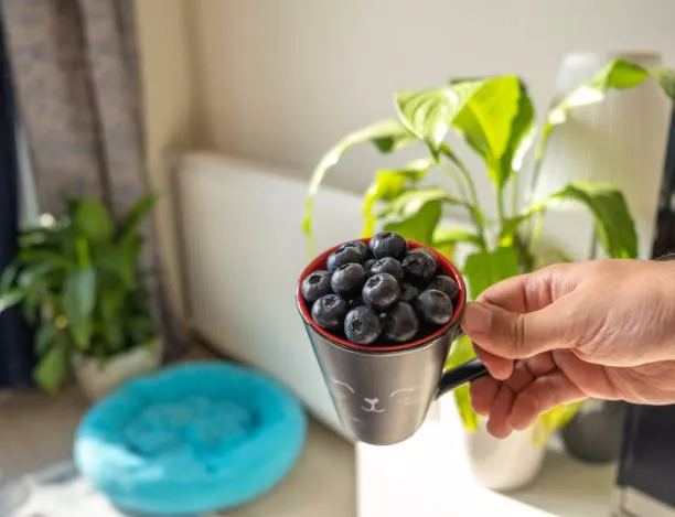 Can Dogs Eat Blueberries? Complete Guide 1 istockphoto 1310911535 612x612 69f1ad818ba5b