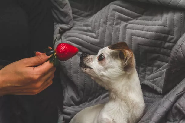 Can Dogs Eat Strawberries