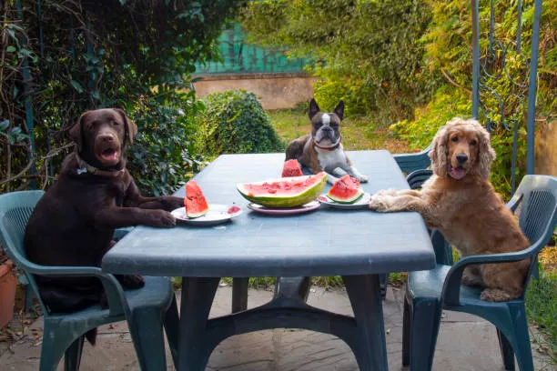 What Fruits Can Dogs Eat? | Top 20 Options 3 What Fruits Can Dogs Eat?