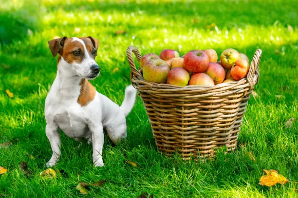 Can Dogs Eat Apples?