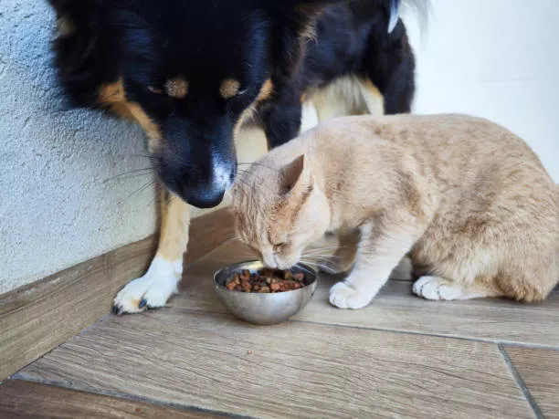 Can Dogs Eat Cat Food?