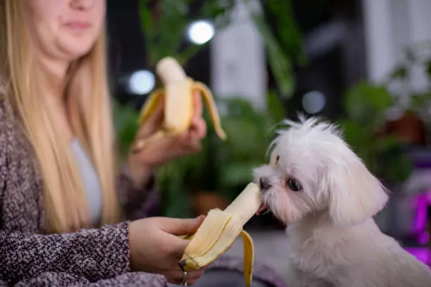 Can Dogs Eat Bananas