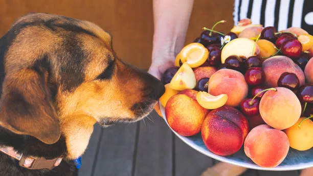 What Fruits Can Dogs Eat? | Top 20 Options 1 What Fruits Can Dogs Eat?