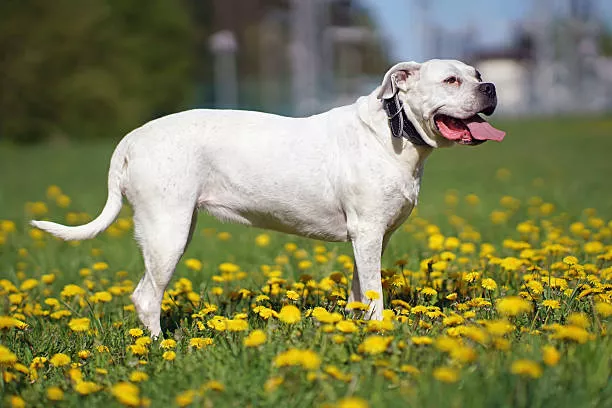 Dogo Argentino