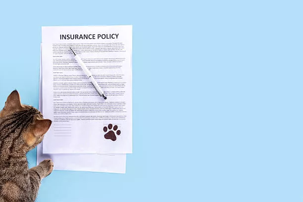How Much Is Cat Insurance Cost? | Insurance Coverage Guide 1 Cat Insurance Cost