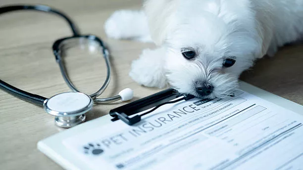 How Much Is Cat Insurance Cost? | Insurance Coverage Guide 2 Top 12 Cat Health Insurance Companies in 2025