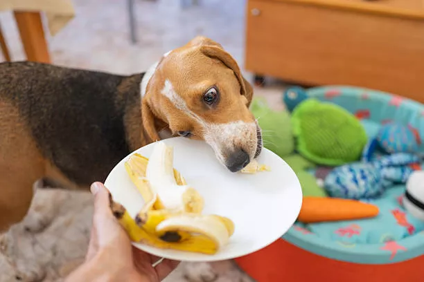 Can Dogs Eat Bananas