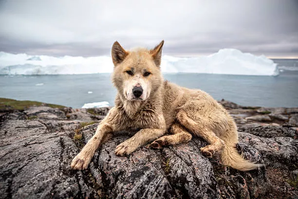 Canadian Eskimo Dog