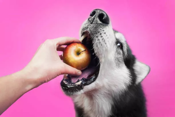 Can Dogs Eat Apples?