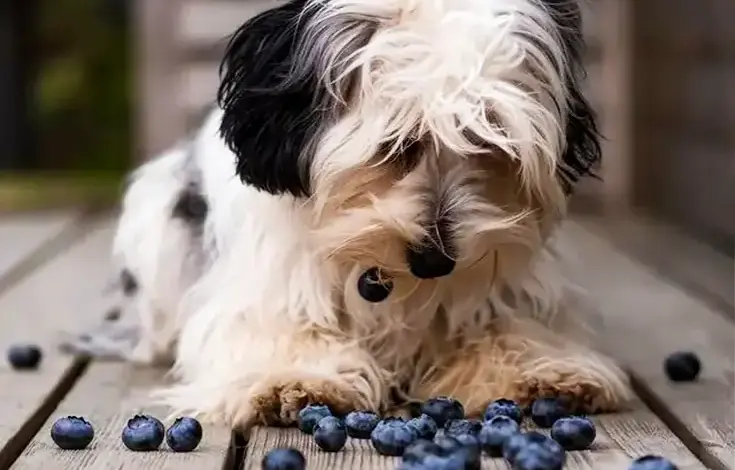 Can Dogs Eat Blueberries? 1 Can Dogs Eat Blueberries