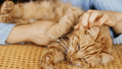 How To Tame A Cat
