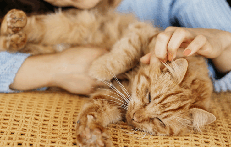 How To Tame A Cat? | 5 Quick & Easy Steps 1 How To Tame A Cat
