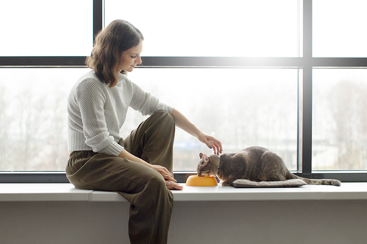 How To Tame A Cat? | 5 Quick & Easy Steps 3 gain a cat’s trust