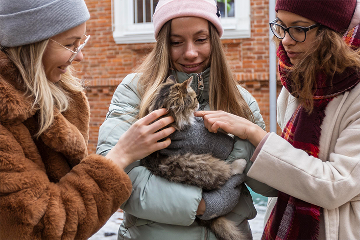 How To Tame A Cat? | 5 Quick & Easy Steps 5 how to socialize a cat