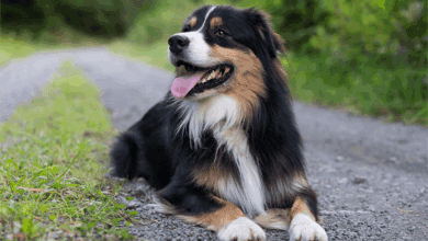 Australian Shepherd Dog Breed