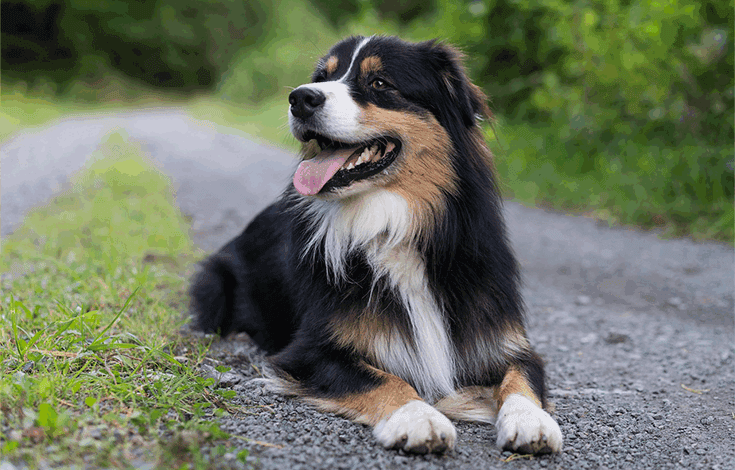Australian Shepherd Dog Breed | Everything You Need to Know 1 Australian Shepherd Dog Breed