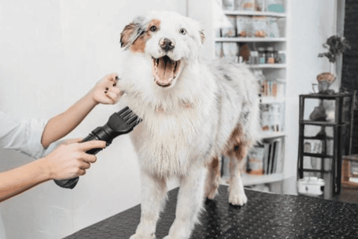 Australian Shepherd Dog Breed | Everything You Need to Know 3 Australian Shepherd grooming tools