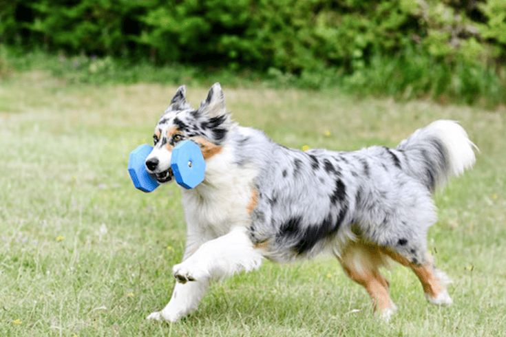 Australian Shepherd Dog Breed | Everything You Need to Know 4 Australian Shepherd training tips