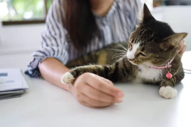 How To Tame A Cat? | 5 Quick & Easy Steps 1 How To Tame A Cat