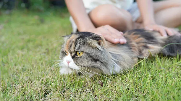 How To Tame A Cat? | 5 Quick & Easy Steps 3 How To Tame A Cat