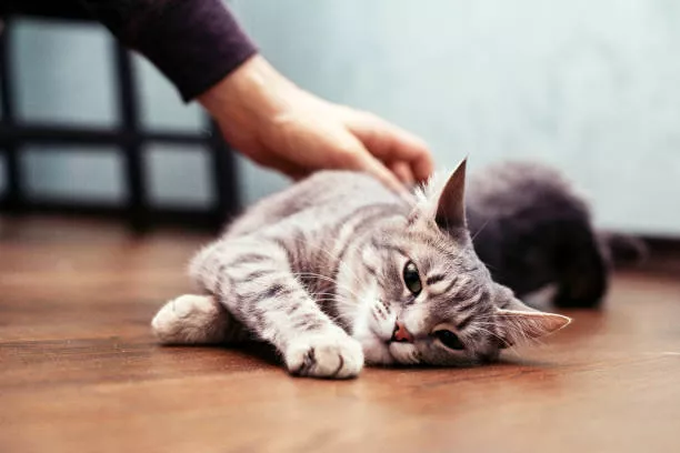 Selecting the Right Hypoallergenic Cat Food | Types, Benefits, & Tips 1 How To Tame A Cat