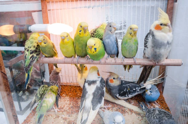 Types of Best Pet Birds