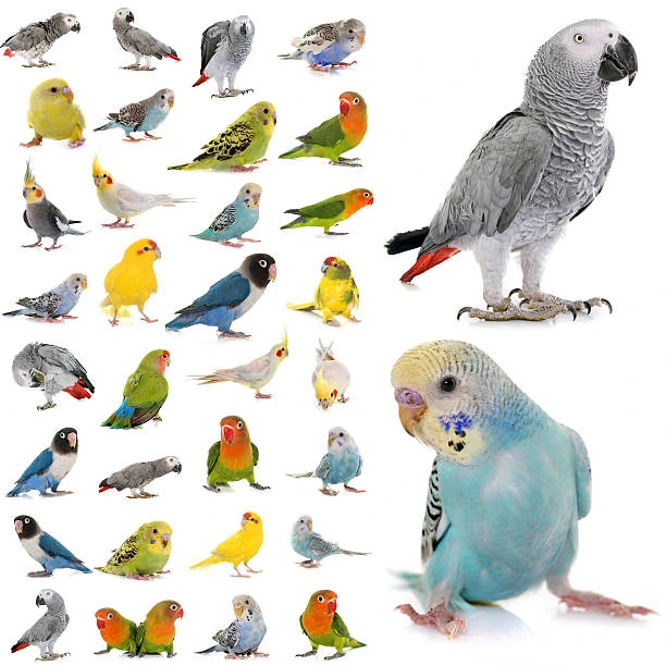 Types of Best Pet Birds