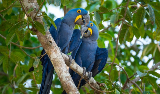 Types of Best Pet Birds