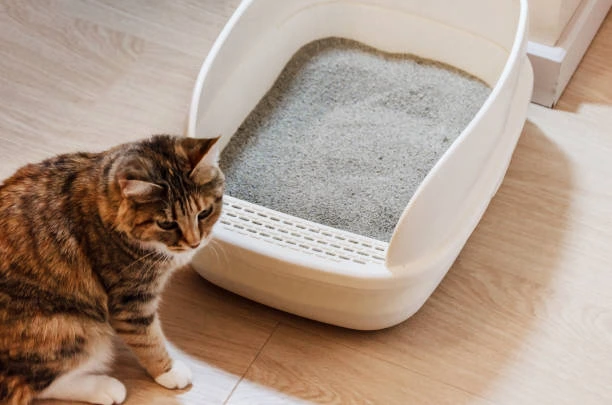 Why is My Cat Pooping Outside Litter Box?