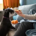 dog eating pizza 23 2149398071