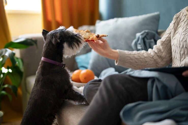 dog eating pizza 23 2149398071