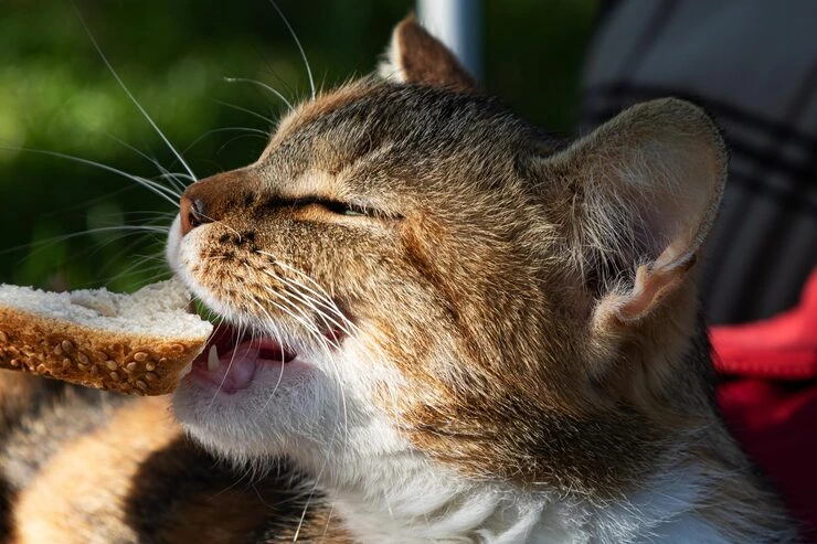 domestic cat laying standing pet nature mammal animal outdoor short long hair cats 409989 122