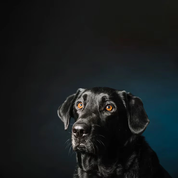 funny dog blue 23 2147799996