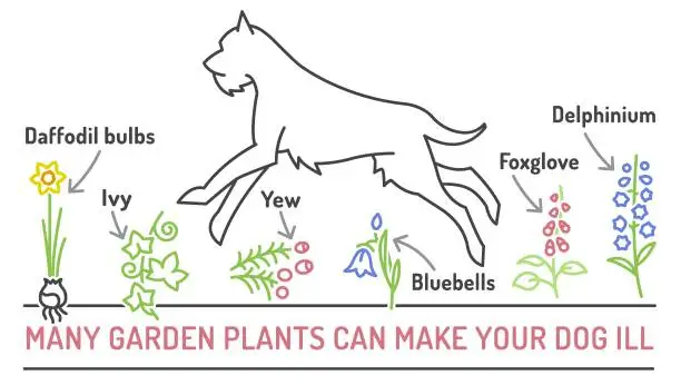 dogs Poison Ivy