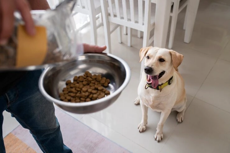owner serving food bowl their pet dog 23 2149392632