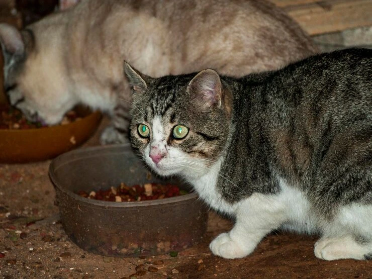 portrait cat sitting outdoors 151564 1577