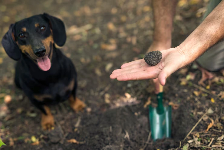 professional mushrooms hunter his trained dog found truffle mushroom forest 342744 1352 1
