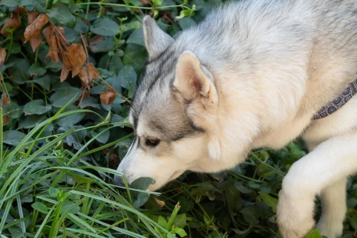 Poison IVY Dog main 01 1 1