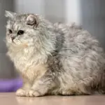 curly haired cat breeds