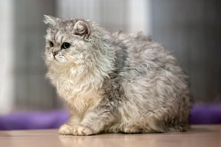 curly haired cat breeds