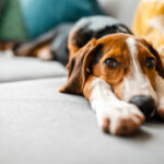 Why Do Female Dogs Hump? Causes & Solutions