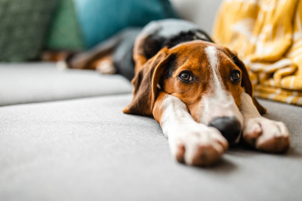 Why Do Female Dogs Hump? Causes & Solutions