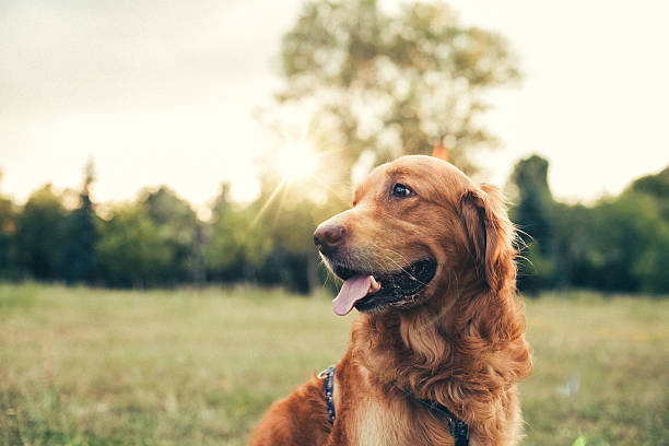istockphoto 505823546 612x612 1