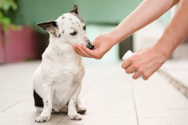 How Often Can I Give My Dog Benadryl?