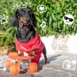 Why Do Dogs Have Short Life Spans