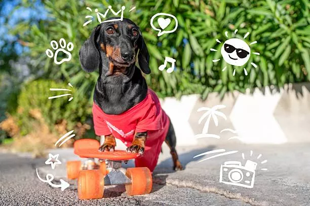 Why Do Dogs Have Short Life Spans