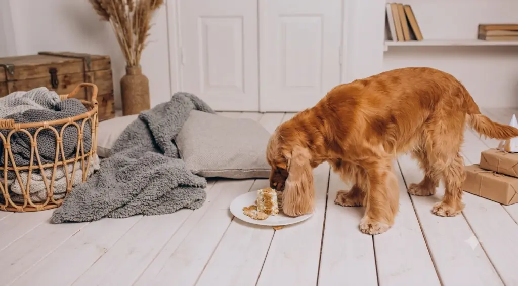 Why Is My Dog Throwing Up His Food? 1 Why is my dog throwing up his food