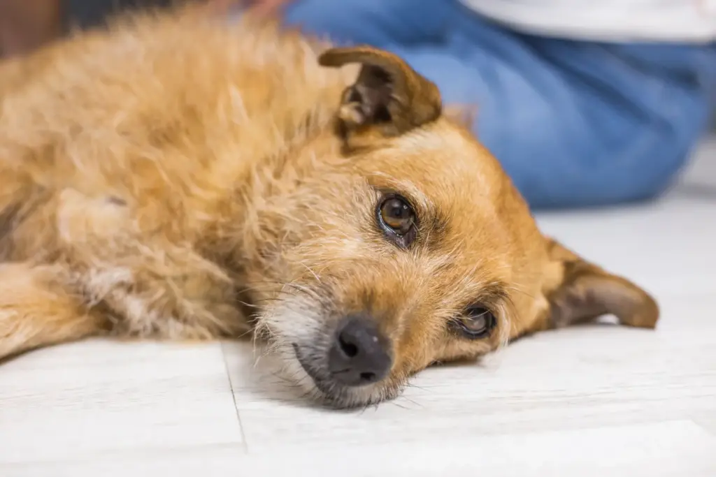 What Happens If You Give Dog Antibiotics Without Food? 2 Gastrointestinal Infection
