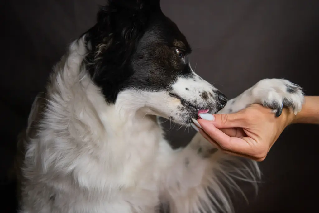 What Happens If You Give Dog Antibiotics Without Food? 1 What Happens If You Give Dog Antibiotics Without Food?